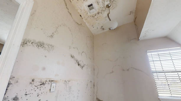 Best Mold Remediation for Healthcare Facilities  in Canton, GA
