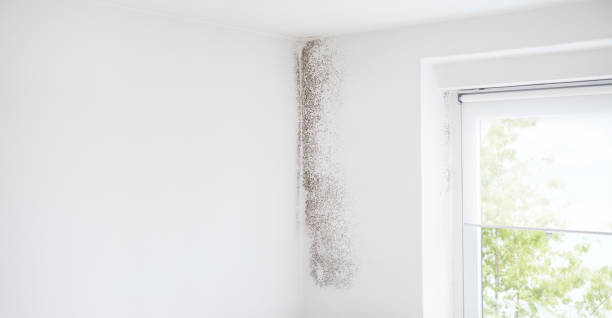 Best Black Mold Removal  in Canton, GA