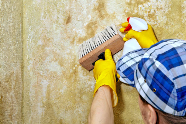 Best Attic Mold Removal  in Canton, GA