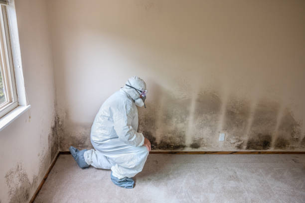 Best Commercial Mold Inspection  in Canton, GA