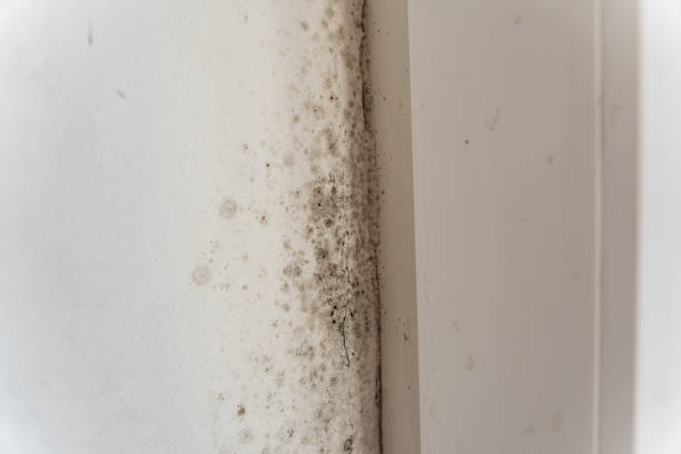Best Mold Documentation for Insurance Claims  in Canton, GA